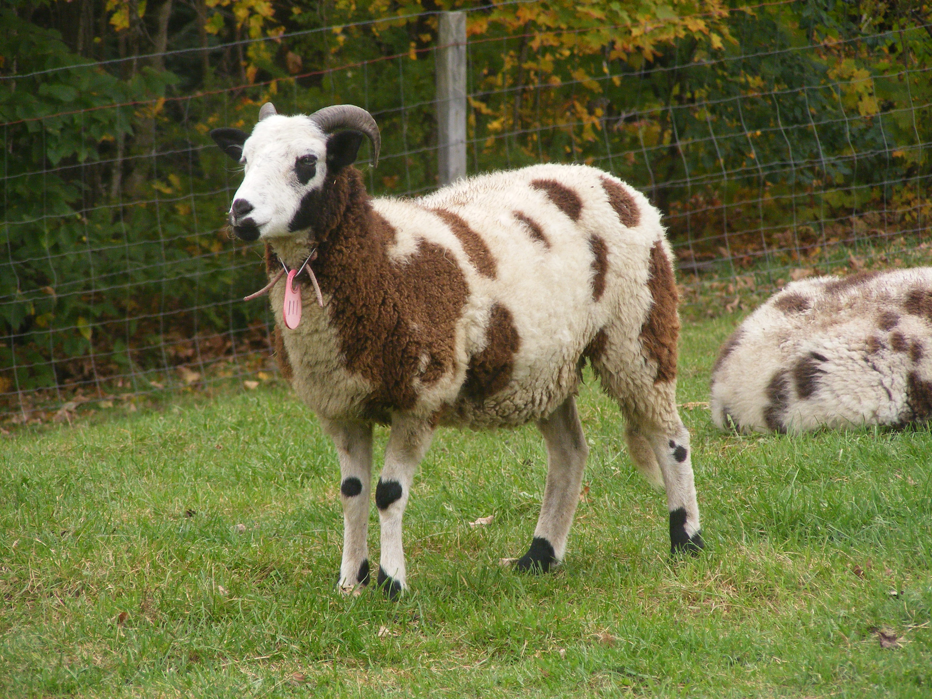 Jacob sheep ewe 2 horned 30% black small eyepatches Delilah