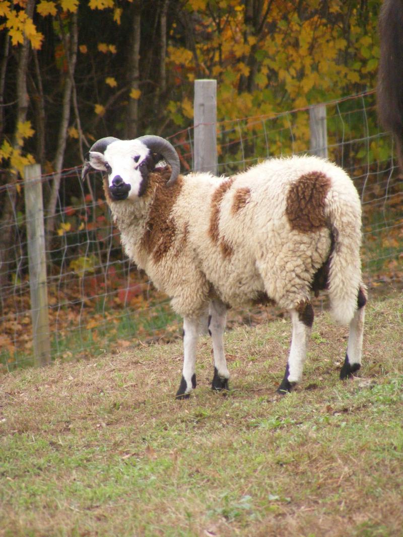 Jacob sheep ram 2 horned 20% black Ben