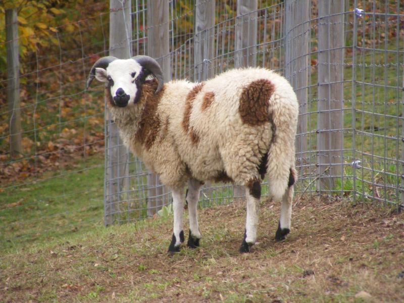 Jacob sheep ram 2 horned 20% black Benoni