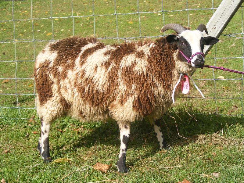 Jacob sheep ewe lamb 2 horned 50% black Jessica