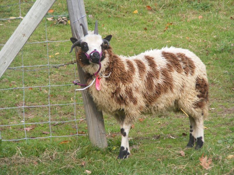 Jacob sheep ewe 4 horned 40% black Faith