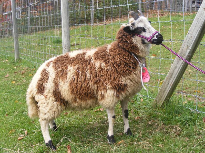 Jacob sheep ewe 5 horned fused 40% black