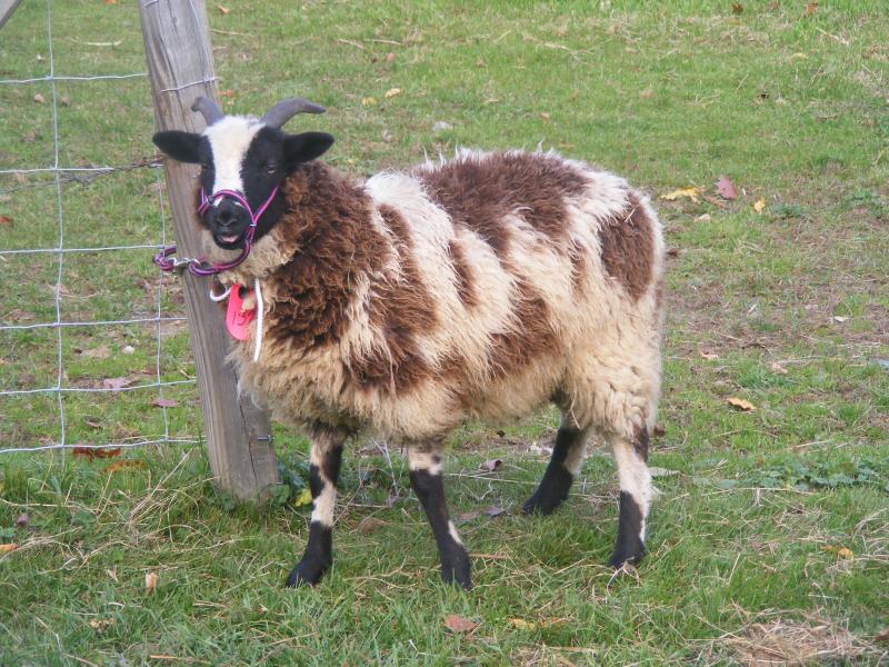 Jacob sheep ewe 2 horned 40% black