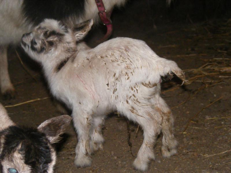 Nigerian dwarf doeling white, facial stripes, partial dorsal Cherish