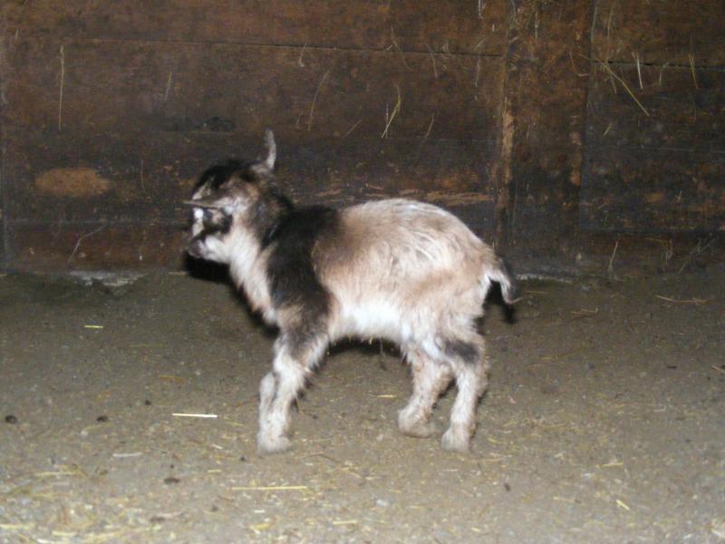 Nigerian dwarf doeling buckskin-black/gold Ash lee