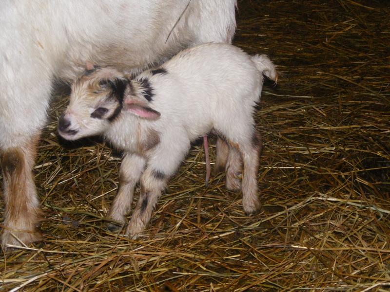nigerian dwarf buckling white w/black/gold facial, dorsal & leg markings Claude