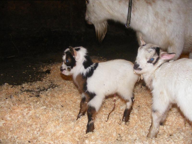 Nigerian Dwarf buckling white w/black/gold facial, dorsal, leg markings Christop