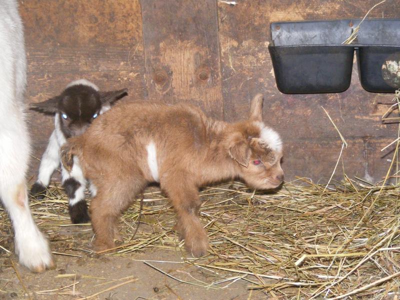 Nigerian dwarf/pygmy goat cross gold, white star, belt, dark dorsal Thomas