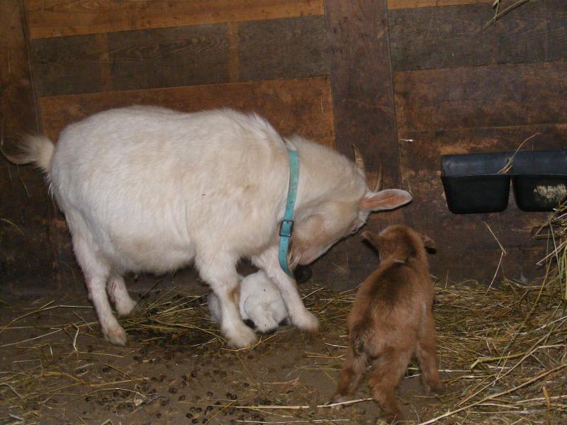 Nigerian dwarf/pygmy goat cross doe and kids