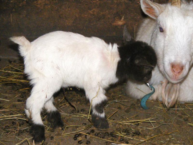 Nigerian dwarf/pygmy goat cross doe schwartzhal-choc & white Tomasina