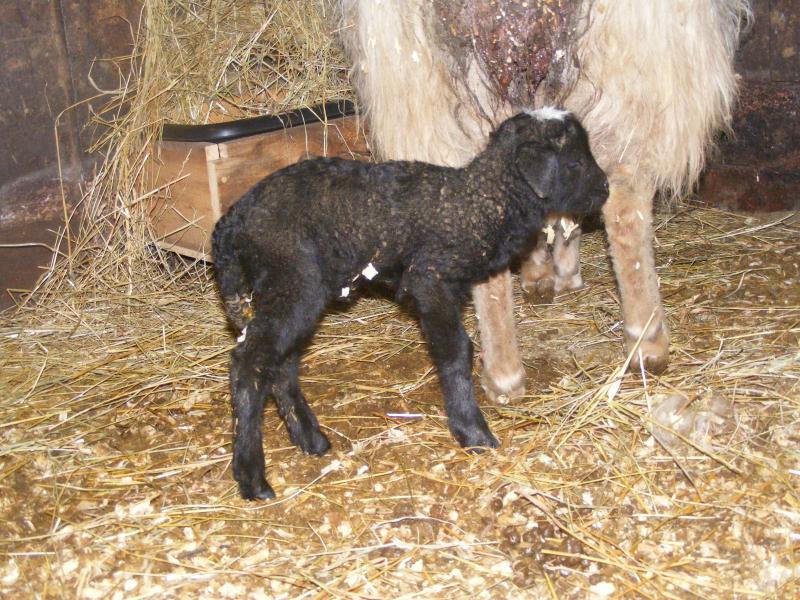 Navajo churro/Jacob sheep cross black w/white cap Rudy