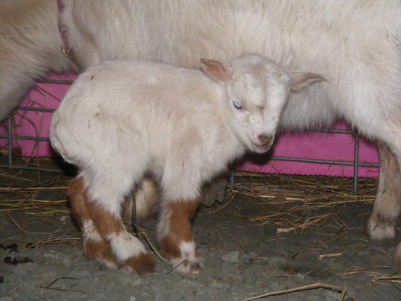 Nigerian dwarf goat buckling white, gold leg markings, ears Trapper