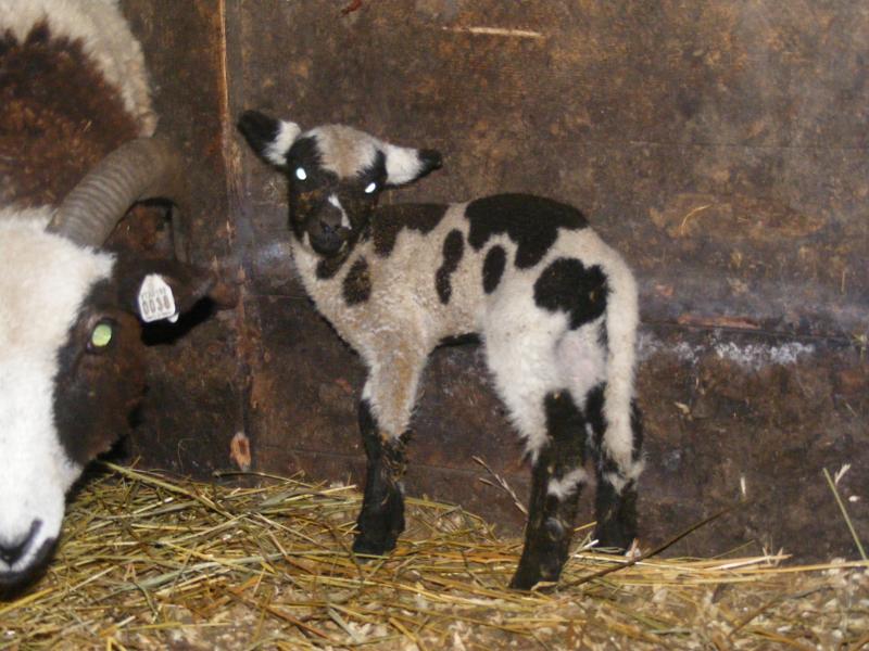 Jacob sheep ewe lamb 40% black, socks 