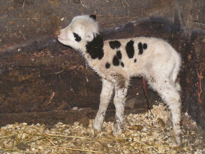 Jacob sheep ewe lamb 15% black small eyepatches no leg markings