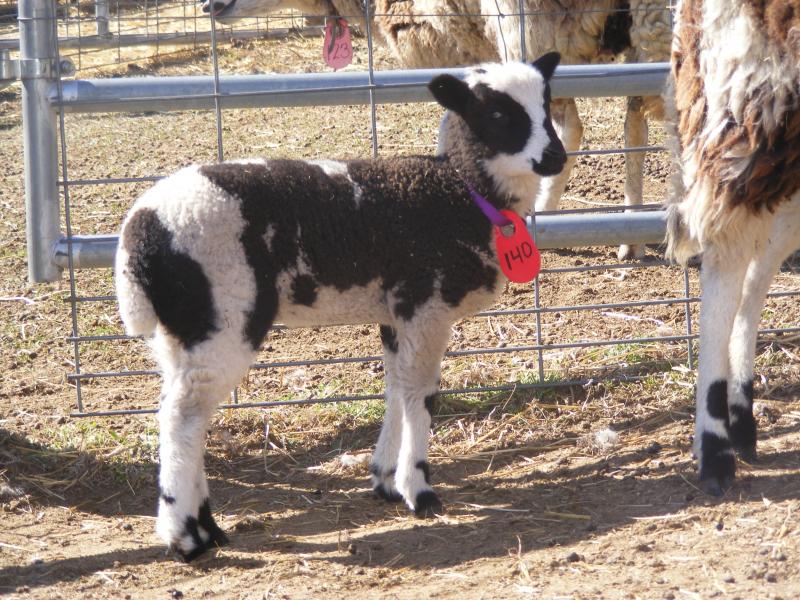 Jacob sheep ewe lamb 4 weeks old jada