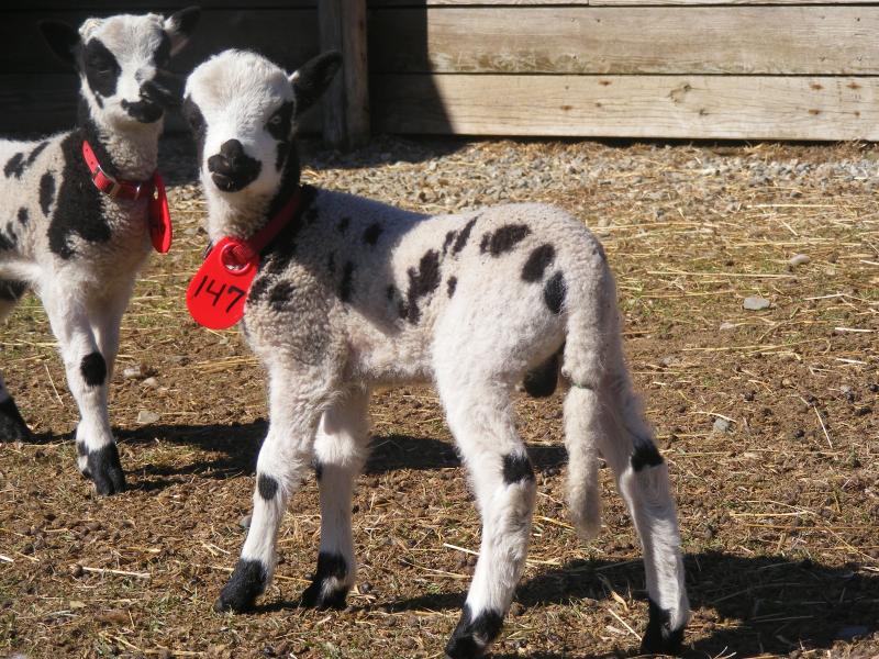 Jacob sheep ram lamb Nahum