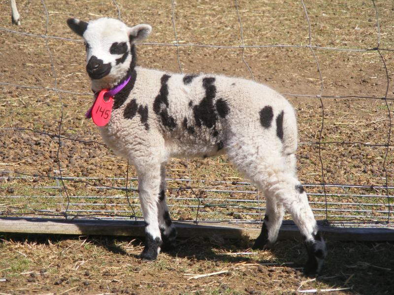 Jacob sheep ewe lamb Joelle