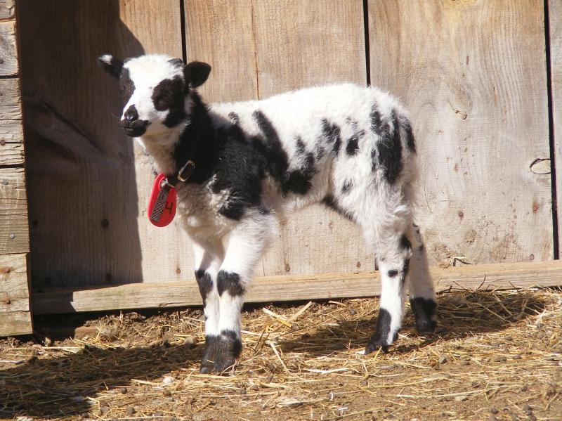 Jacob sheep ram lamb Daemon