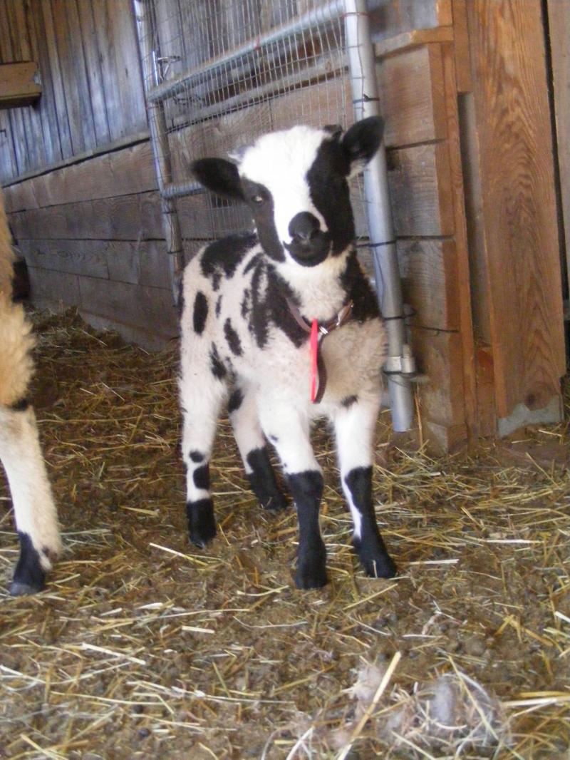 Jacob sheep ram lamb 3 weeks old Luke