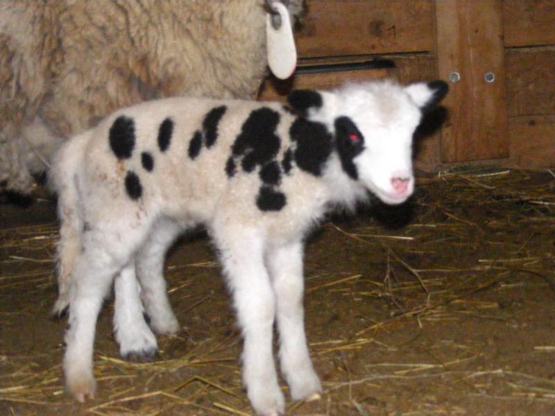 Jacob sheep ewe lamb 20% black Beulah