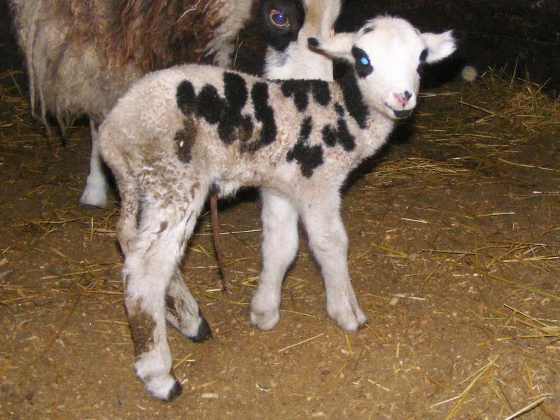 Jacob sheep ram lamb 2 horned 30% black raphael