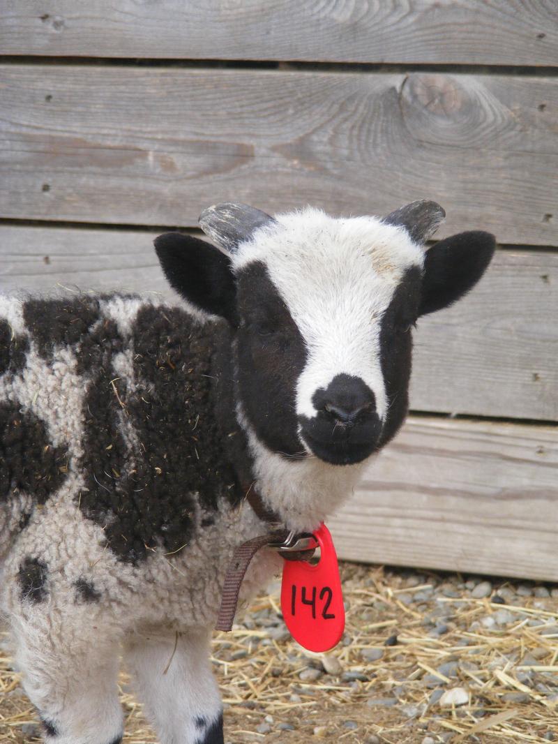 jacob sheep ram lamb 2 horned Levi 4/24/2012