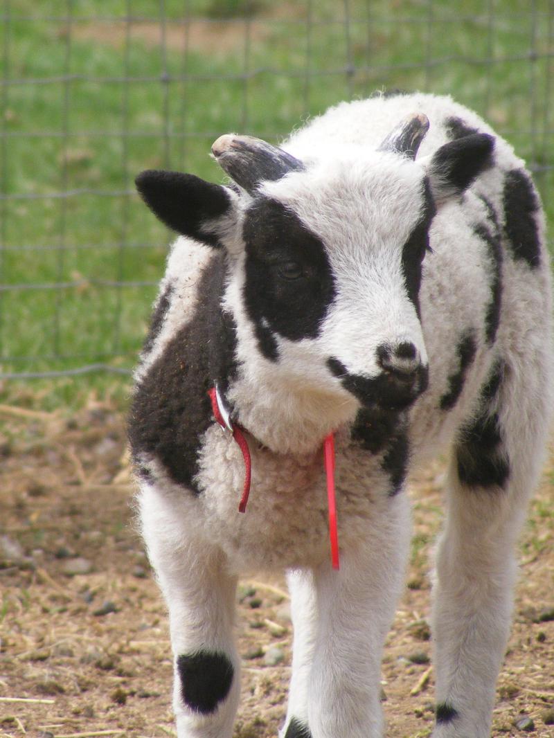 Jacob sheep ram lamb 2 horned Nathaniel
