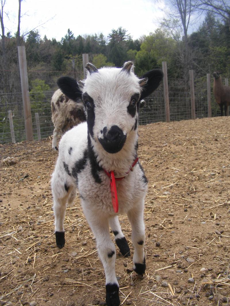 Jacob sheep ram lamb 4 horned Nicodemus