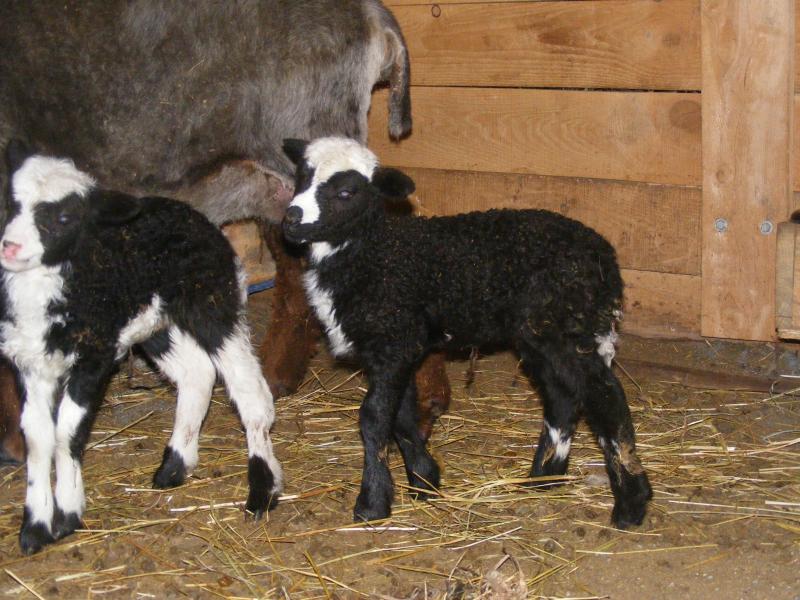 Navajo churro/Jacob sheep cross ewe black TGH Penelope