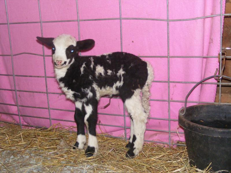 Navajo churro/Jacob sheep cross ram lamb 2 horned Melvin