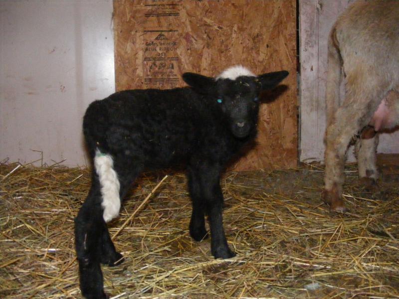 Navajo churro/Jacob sheep cross ram lamb black tgh Monty