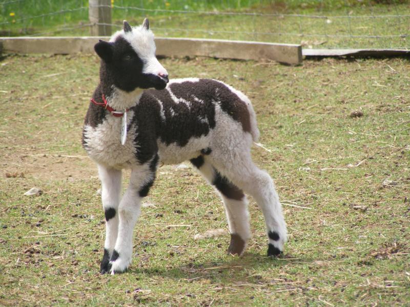 Jacob sheep ram lamb 4 horned 50% black matthew