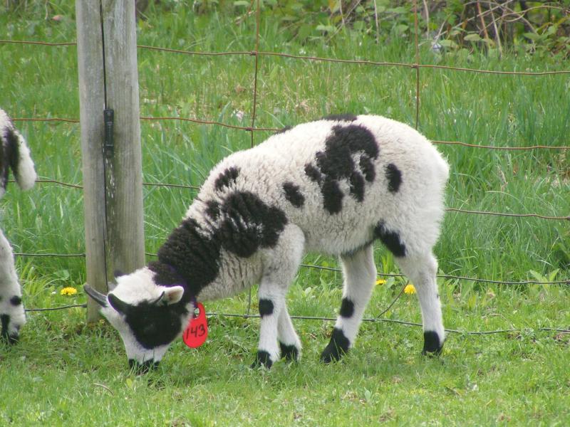 Jacob sheep ram lamb 4 horned Adam