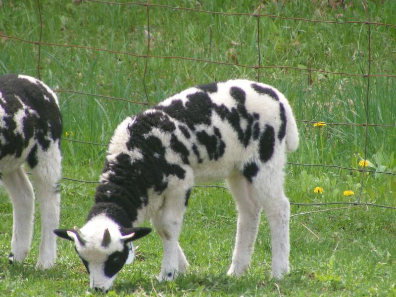Jacob sheep ram lamb 4 horned 40% black Saul