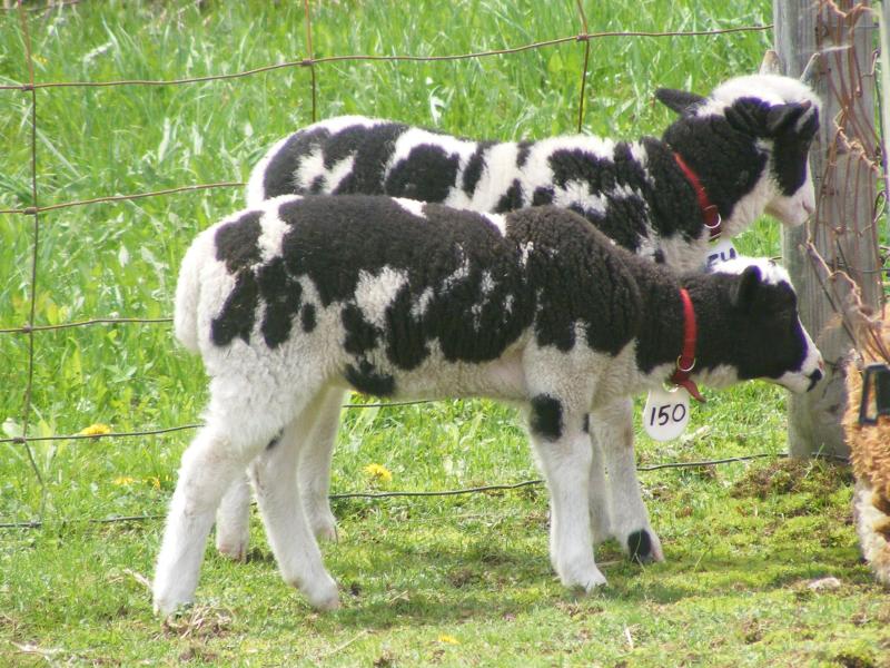 Jacob sheep ewe lamb 4 horned 70% black Miriam