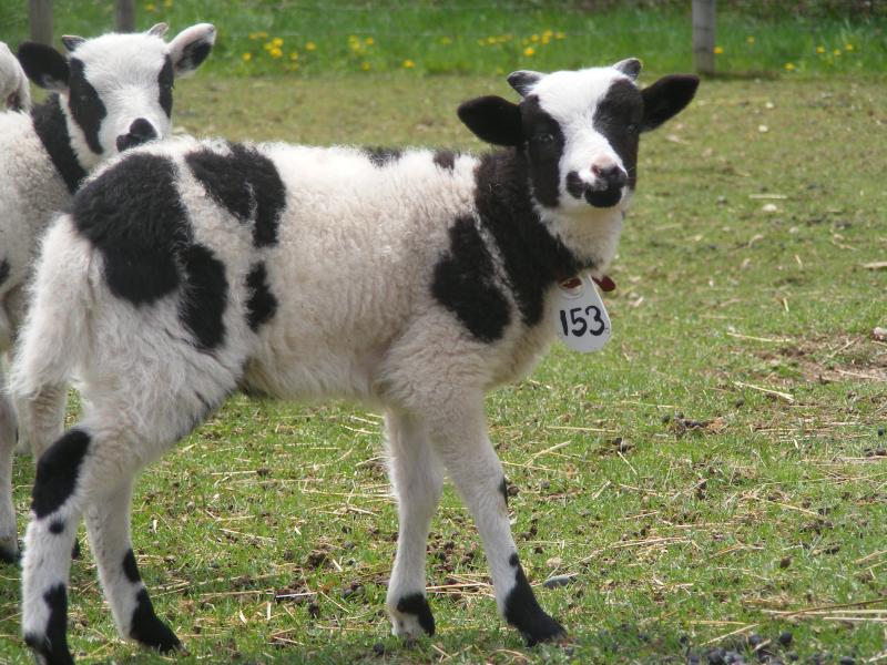 Jacob sheep ram lamb 2 horned  35% black David
