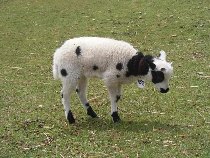 Jacob sheep ewe lamb 20% black 2 horned Divinia