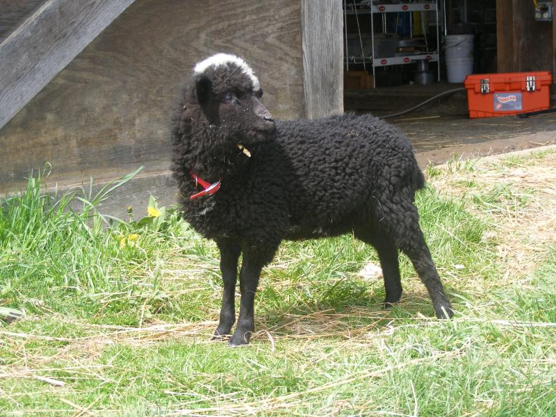 Navajo churro/ jacob sheep cross ewe lamb black tgh Rosalee