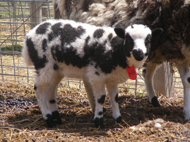 Jacob sheep ewe lamb 4 horned Naama