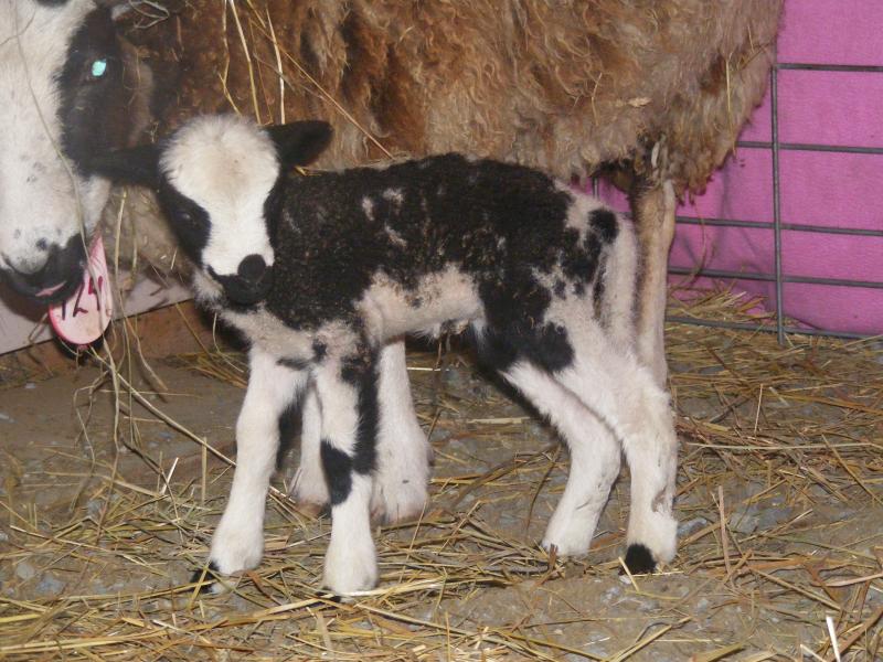 Jacob sheep ewe lamb 50% black Tama