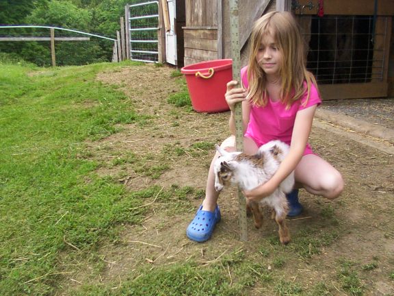 Companion goat with child