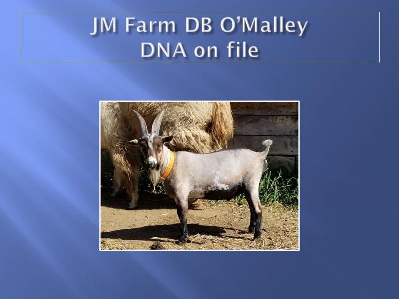 nigerian dwarf goat buck omalley