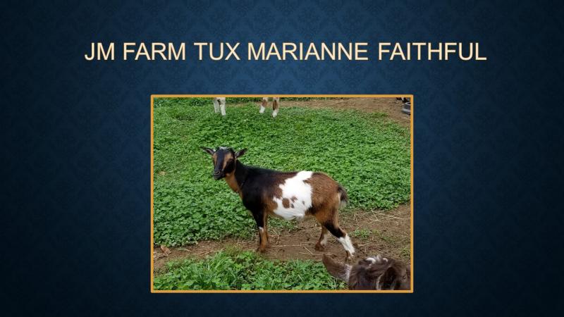 nigerian dwarf goat doe marianne