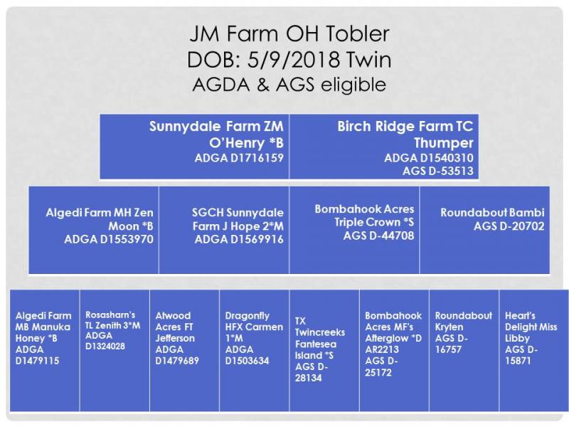 J & M Farm Yearling Goats for Sale 2019