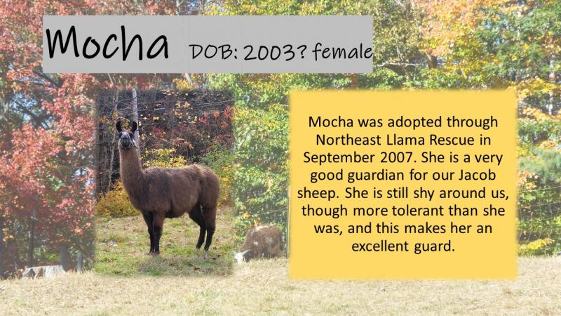 guard llama female mocha