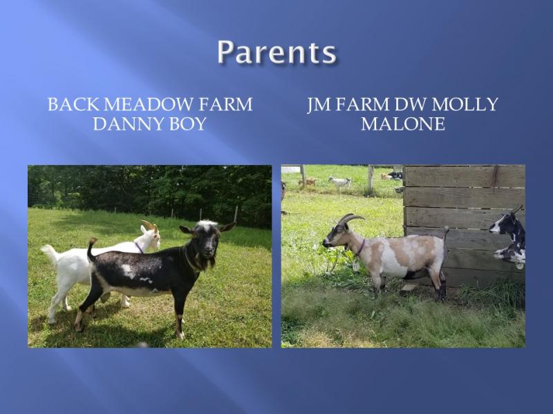 nigerian dwarf goat buck omalley parents