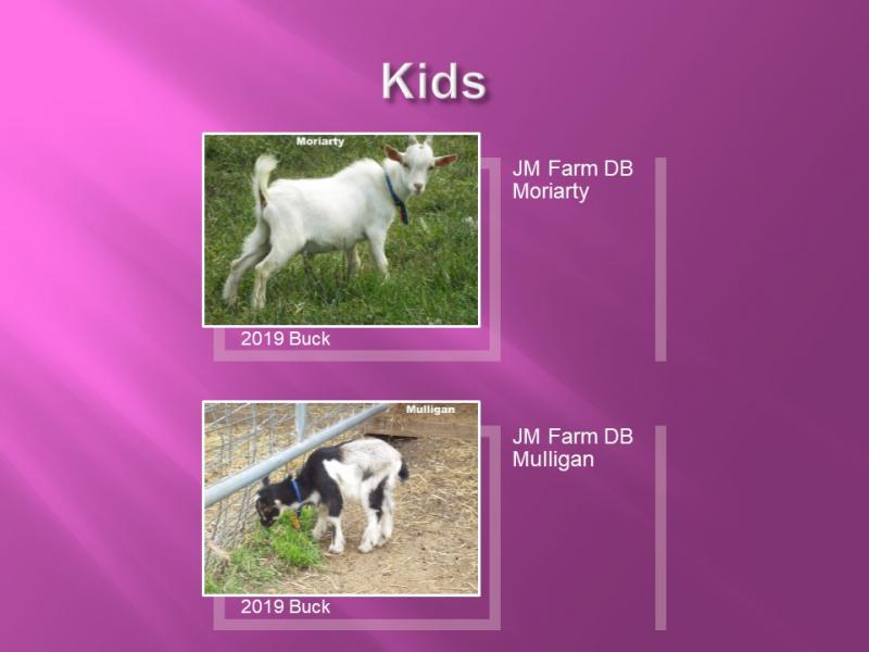 nigerian dwarf goat doe mystery kids