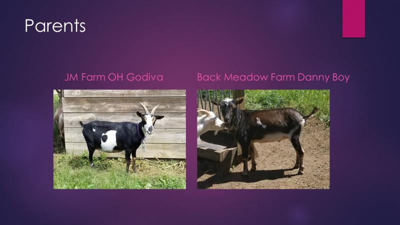 nigerian dwarf goat doe gwendolyn parents