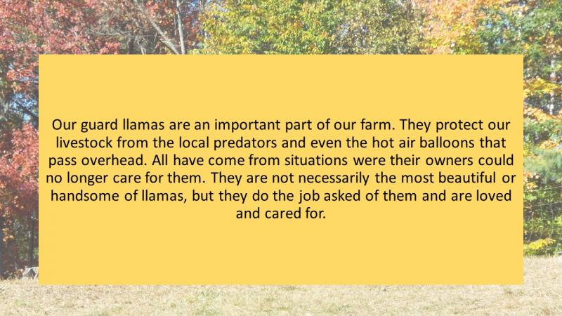 information on guard llamas