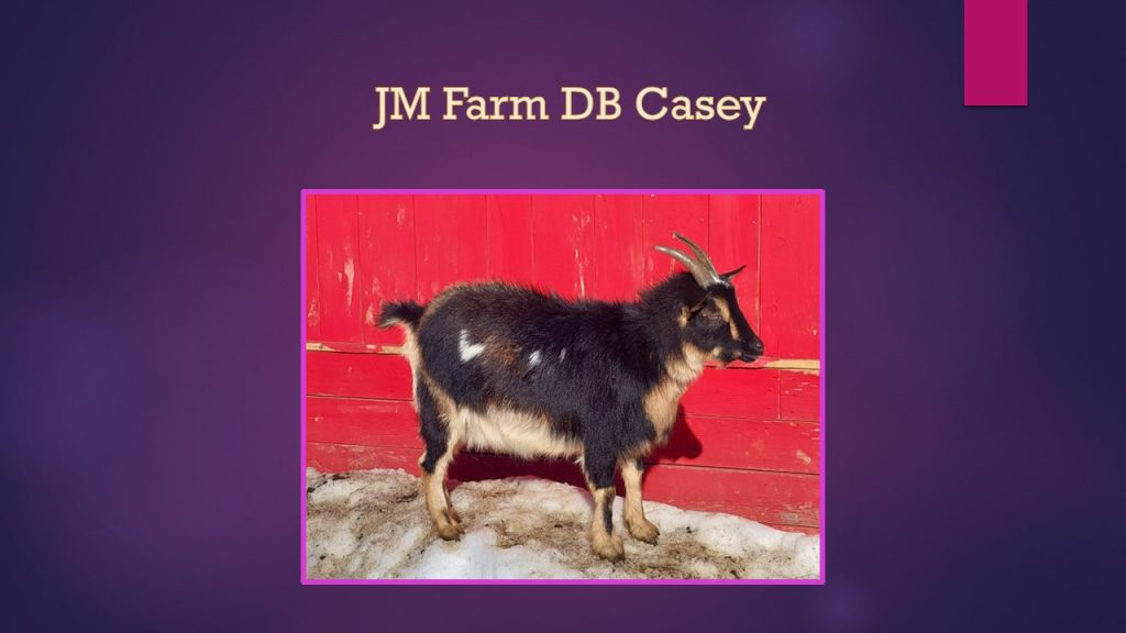 nigerian dwarf doe casey jm farm